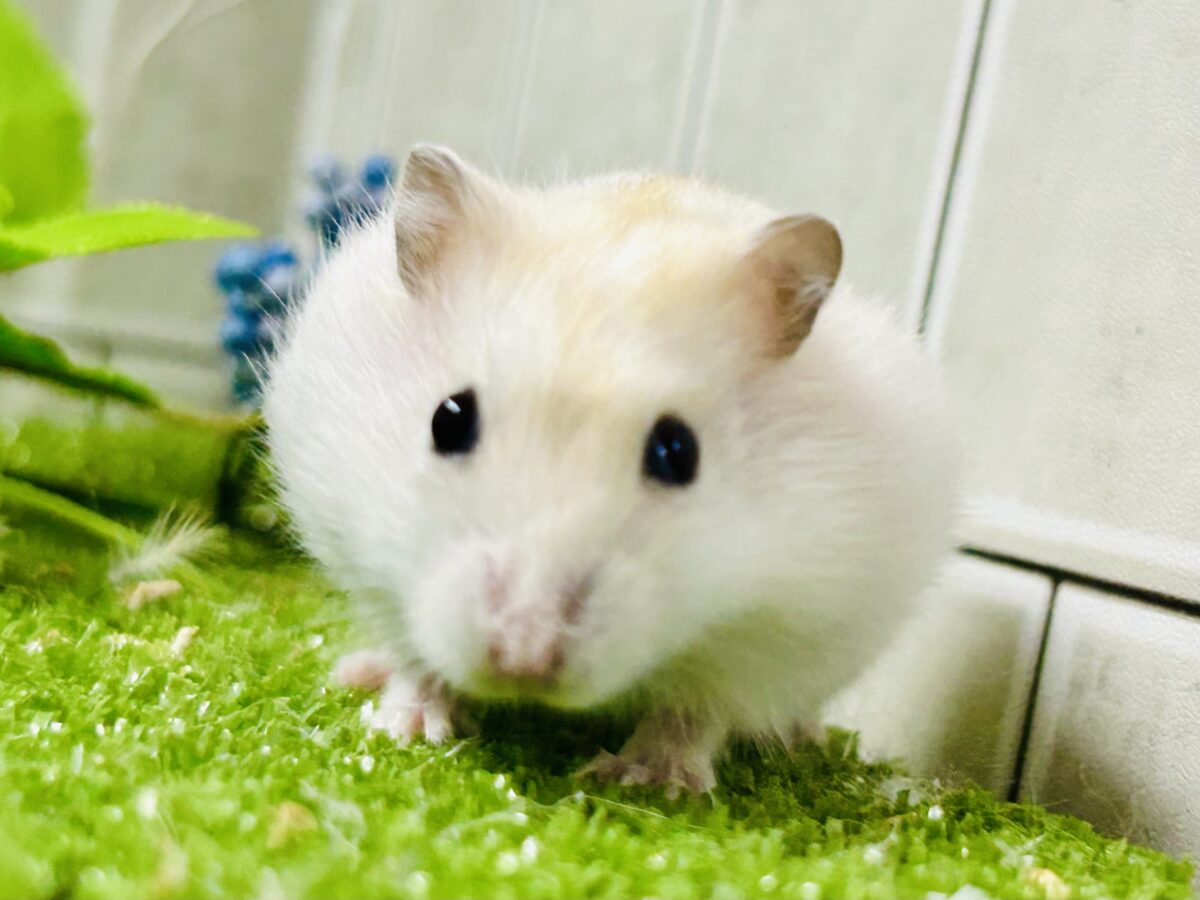 パール?いやこのカラーはイエローっだ!! イエロープディングハムスター ドワーフハムスターの1種