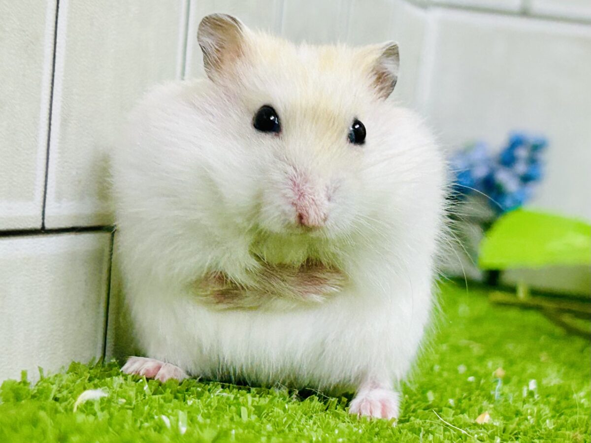 パール?いやこのカラーはイエローっだ!! イエロープディングハムスター ドワーフハムスターの1種