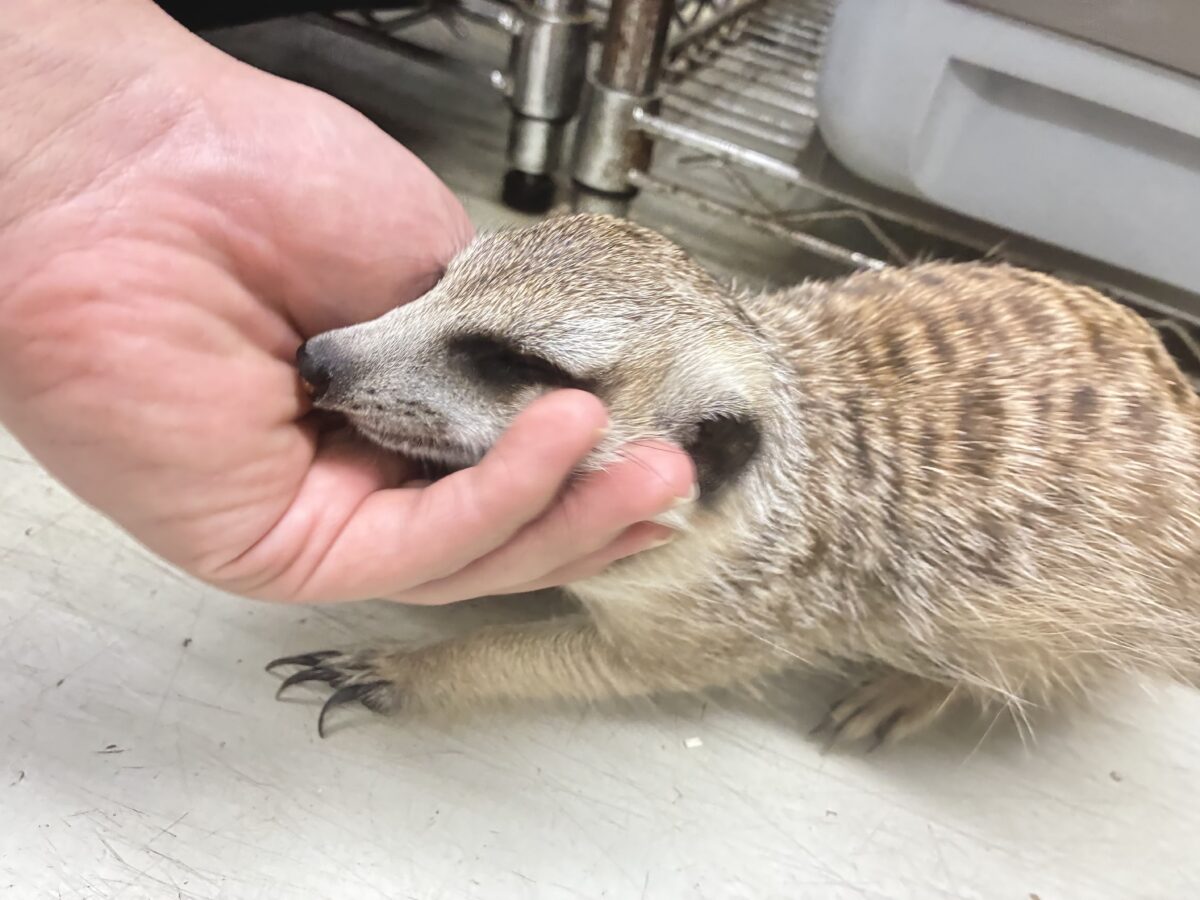 甘えられる人を探してキョロキョロ👀 ミーアキャット ミーアキャット