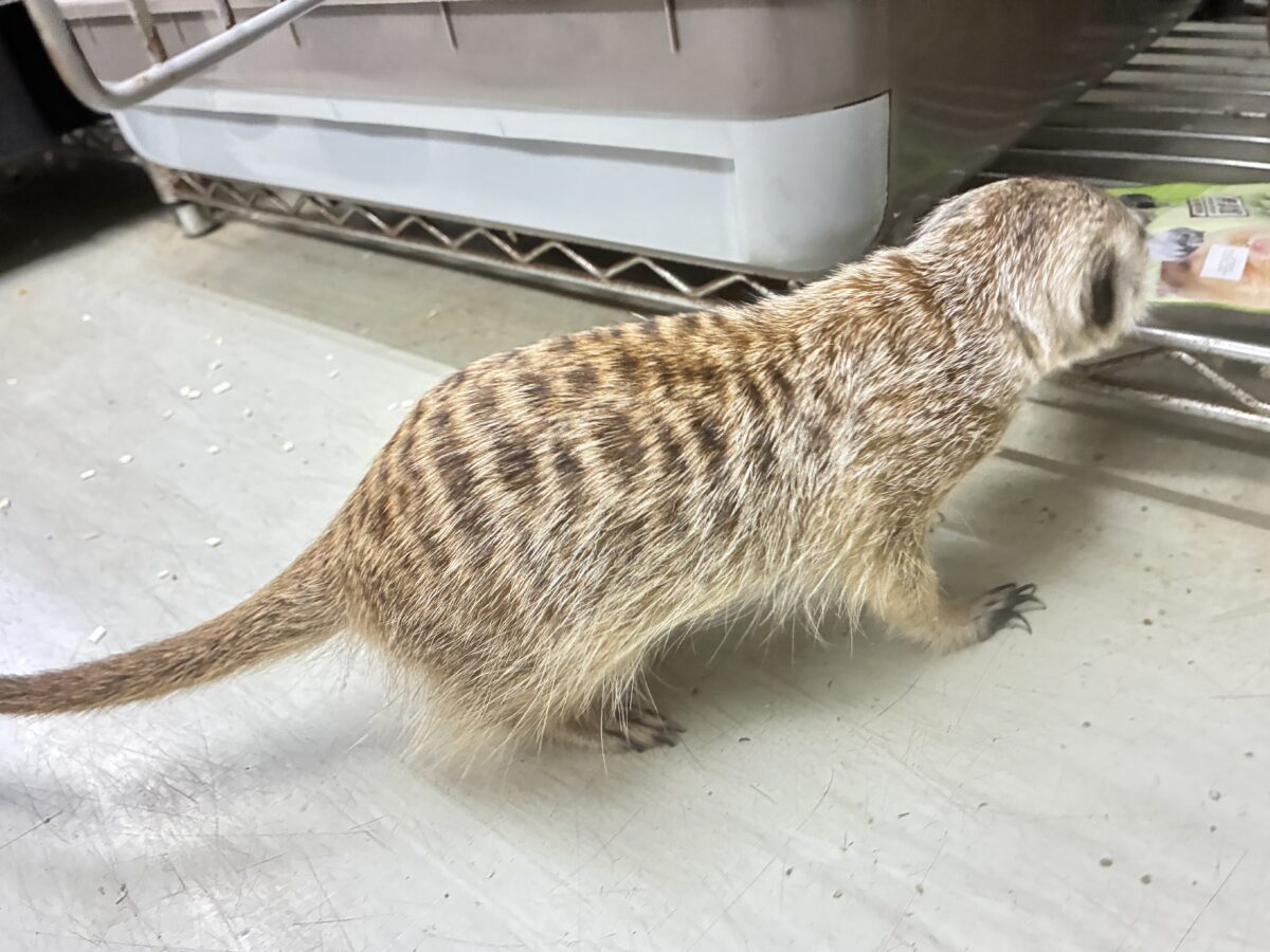 ミーアキャット