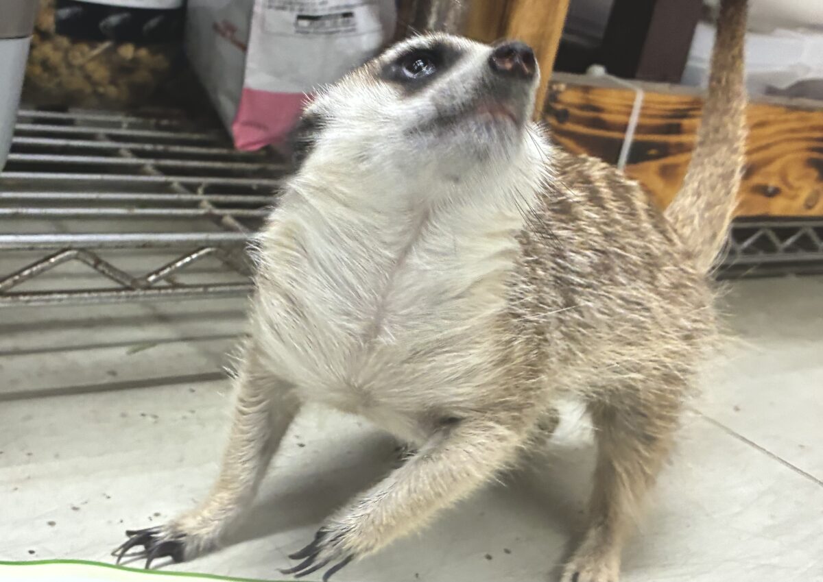 甘えられる人を探してキョロキョロ👀 ミーアキャット ミーアキャット