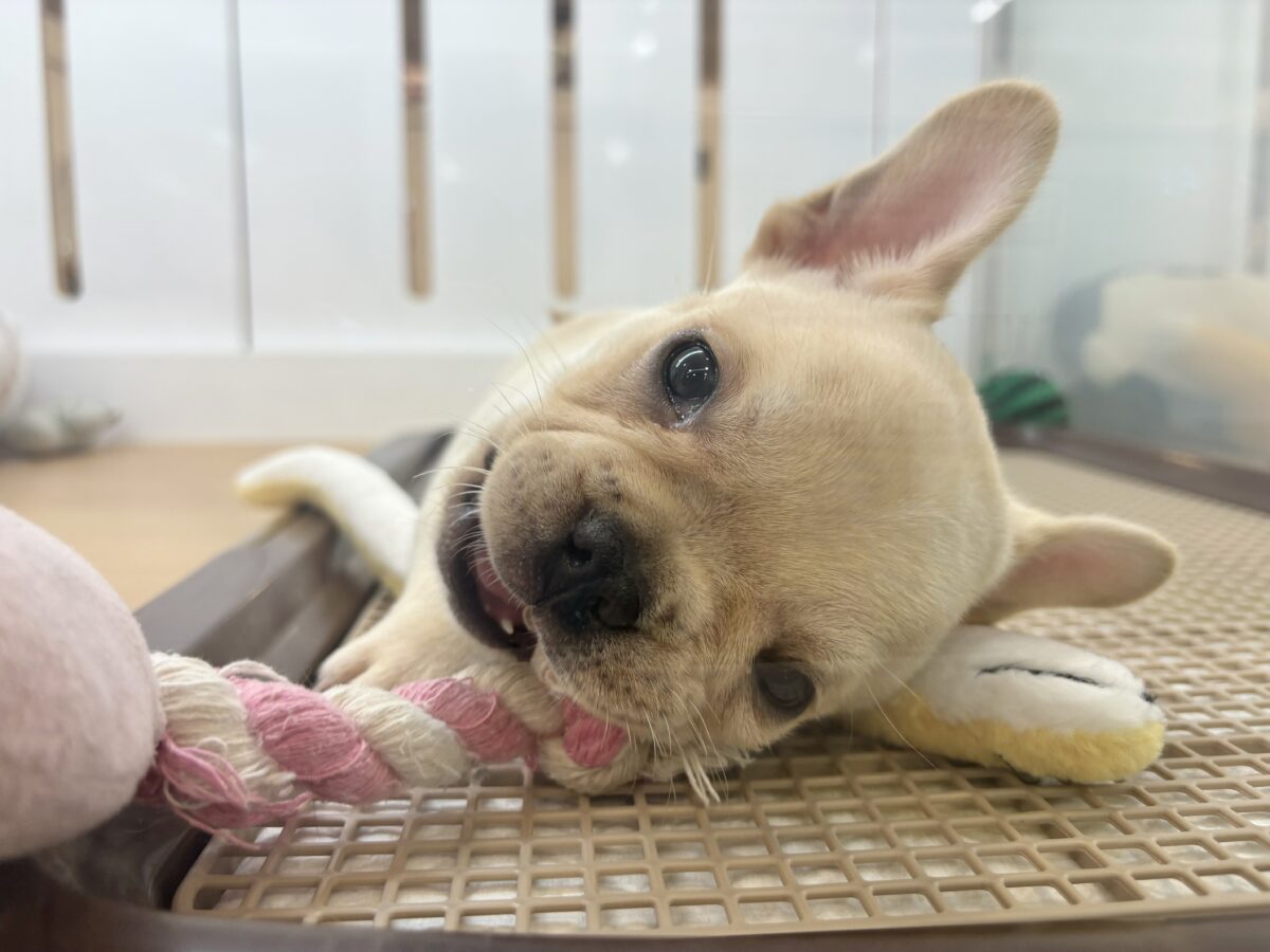 フレンチブルドッグ