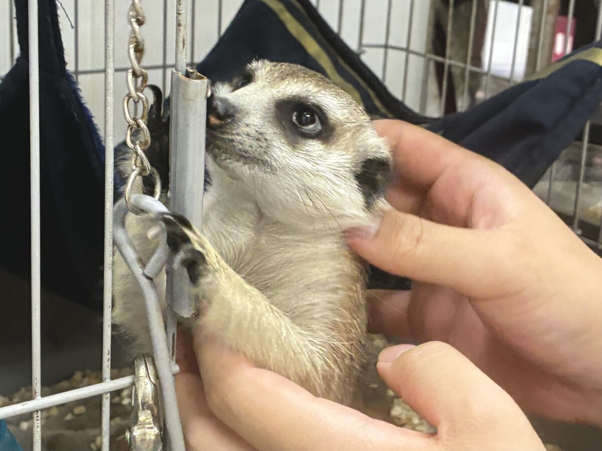 甘えられる人を探してキョロキョロ👀 ミーアキャット ミーアキャット