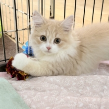 美形と可愛いを兼ね揃えた最強にゃんこ！！🐱💓サイベリアンの女の子入荷しました❤️
