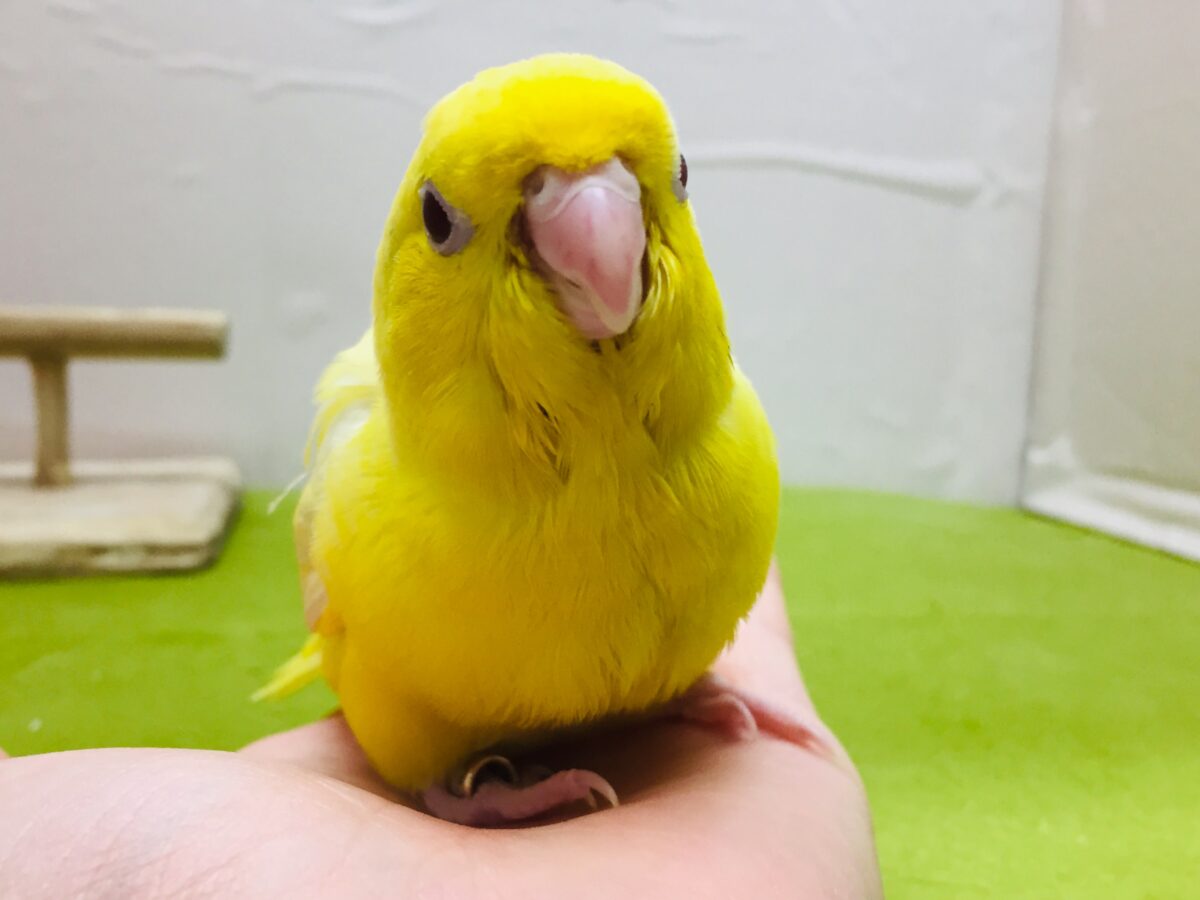サザナミインコ