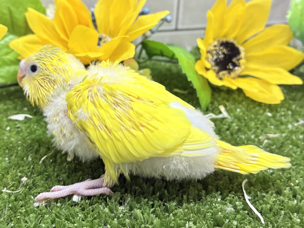 ∞∞三つ編み∞∞お日様と三葉さん❕🌱☀️セキセイインコ(ベビーパイド/2026年8月生まれ) セキセイインコ