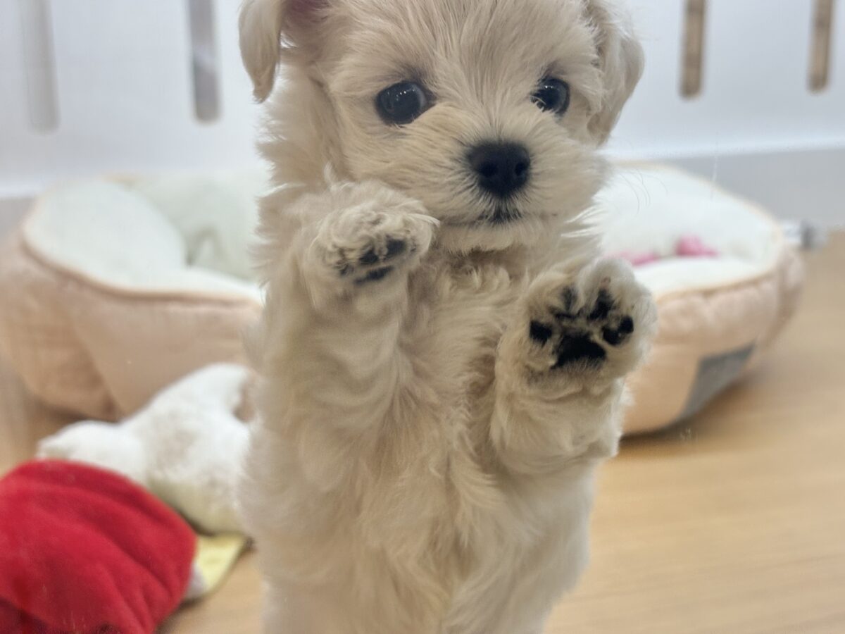 アイドル候補生でしゅ🎶マルプーちゃん! マルプー