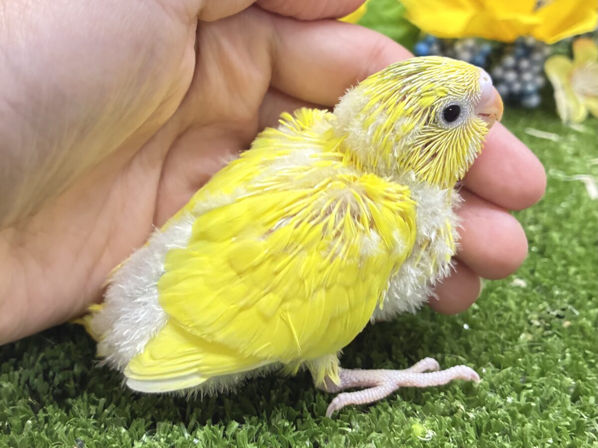 セキセイインコ