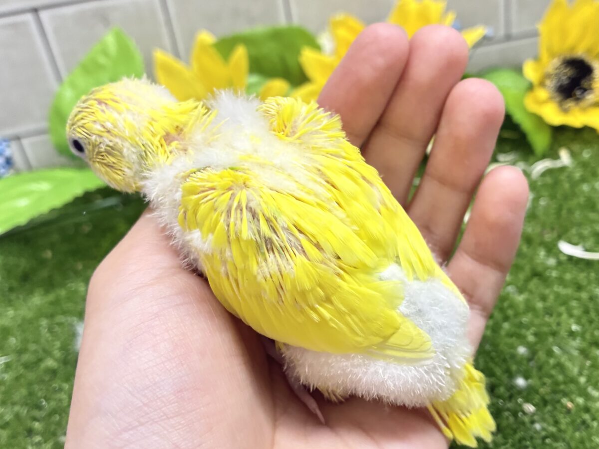 ∞∞三つ編み∞∞お日様と三葉さん❕🌱☀️セキセイインコ(ベビーパイド/2026年8月生まれ) セキセイインコ
