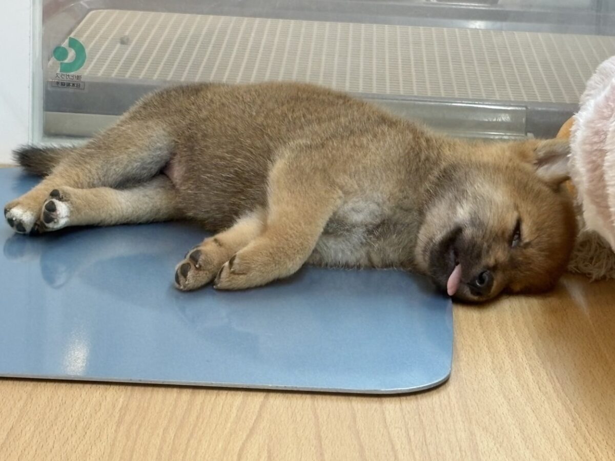 尻尾の止め方忘れました!!柴犬ちゃん! 柴犬