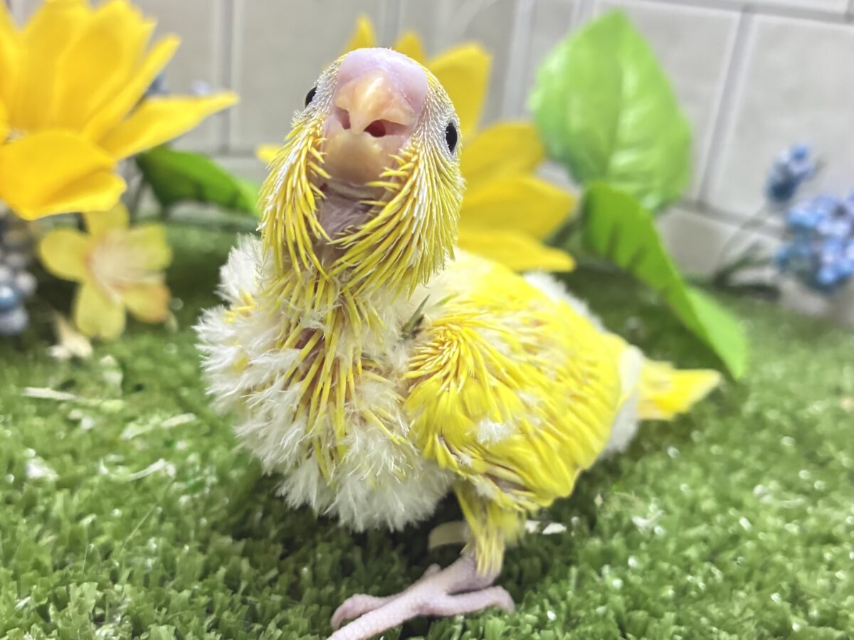 ∞∞三つ編み∞∞お日様と三葉さん❕🌱☀️セキセイインコ(ベビーパイド/2026年8月生まれ) セキセイインコ