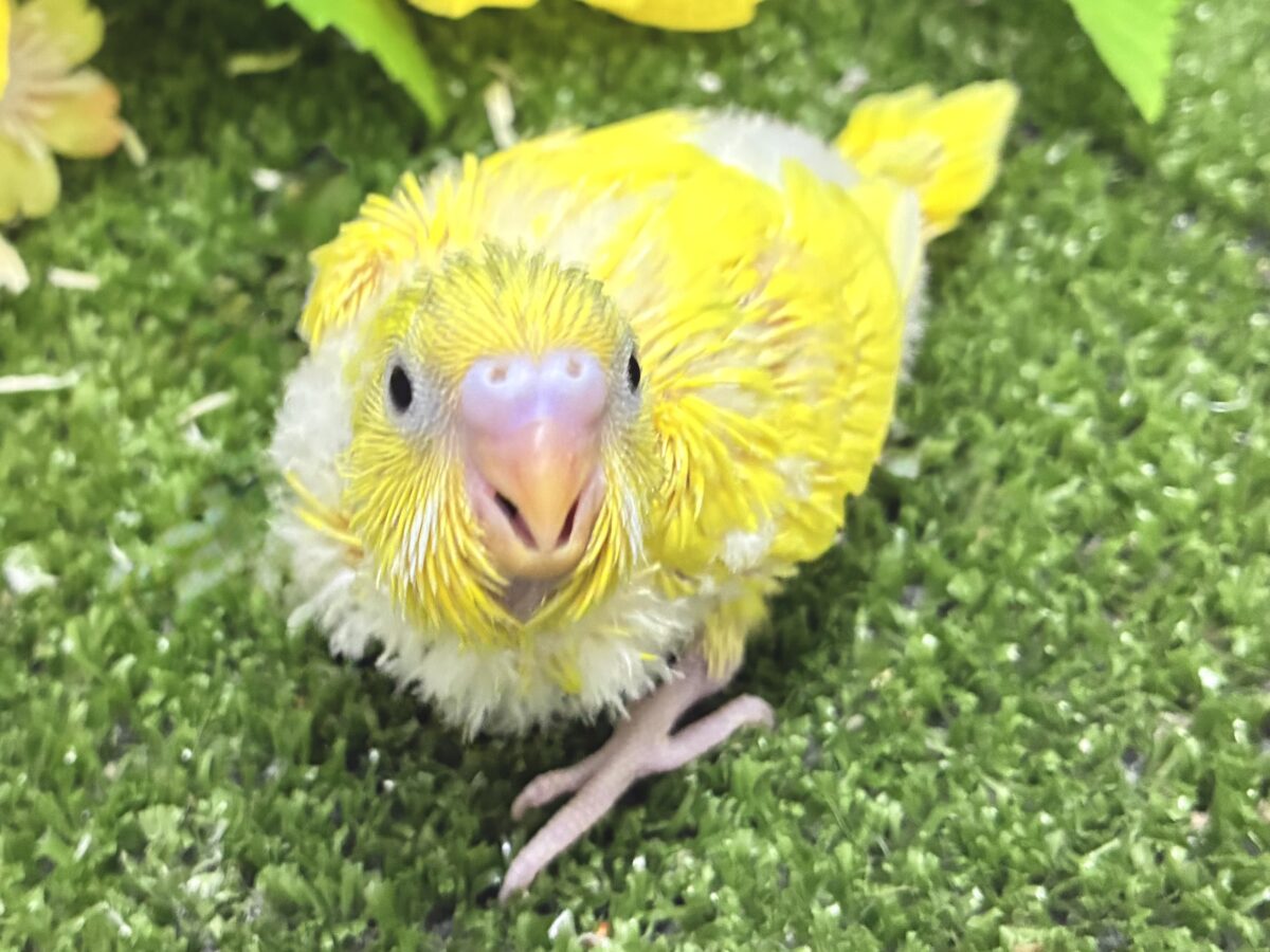 ∞∞三つ編み∞∞お日様と三葉さん❕🌱☀️セキセイインコ(ベビーパイド/2026年8月生まれ) セキセイインコ
