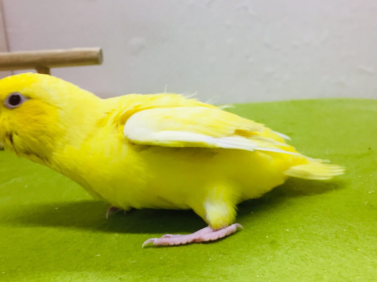 サザナミインコ