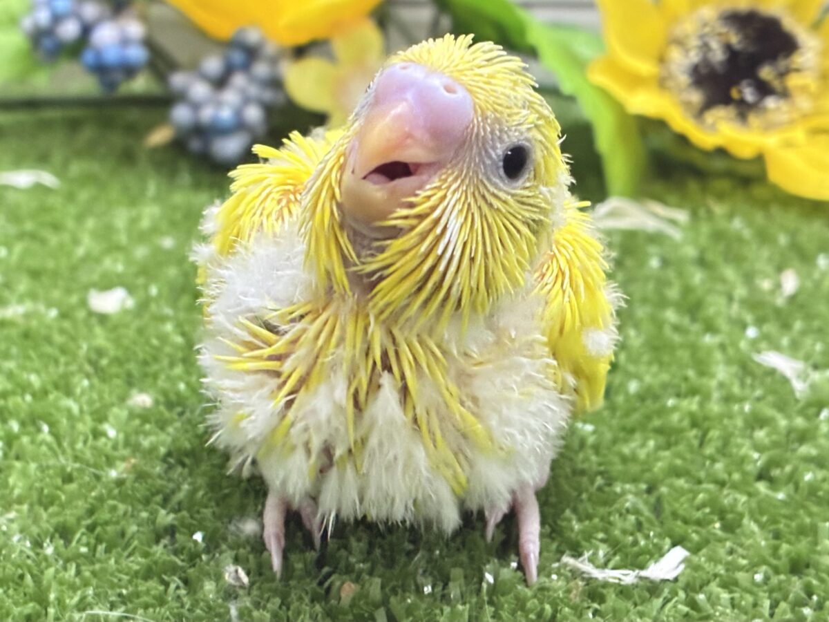 セキセイインコ
