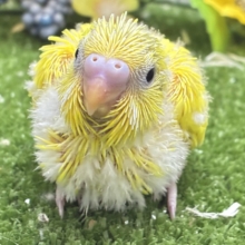 ∞∞三つ編み∞∞お日様と三葉さん❕🌱☀️セキセイインコ(ベビーパイド/2026年8月生まれ)