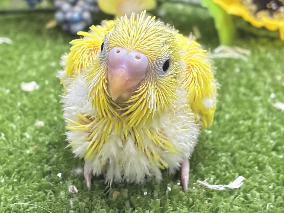 ∞∞三つ編み∞∞お日様と三葉さん❕🌱☀️セキセイインコ(ベビーパイド/2026年8月生まれ)