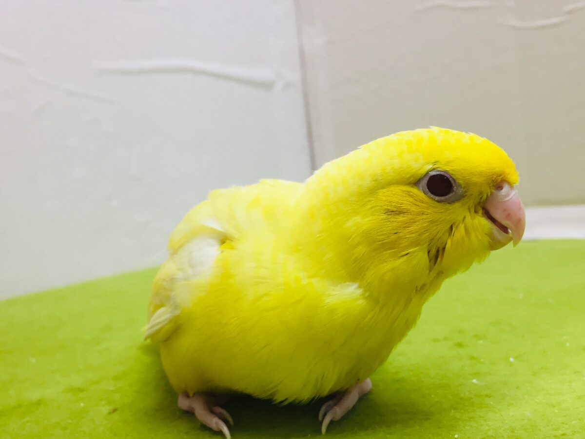 サザナミインコ