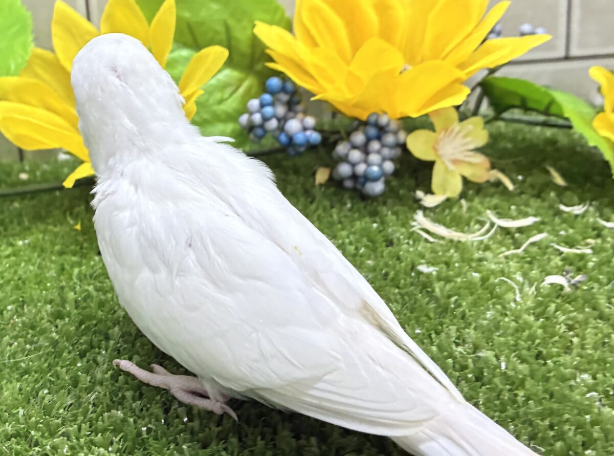セキセイインコ