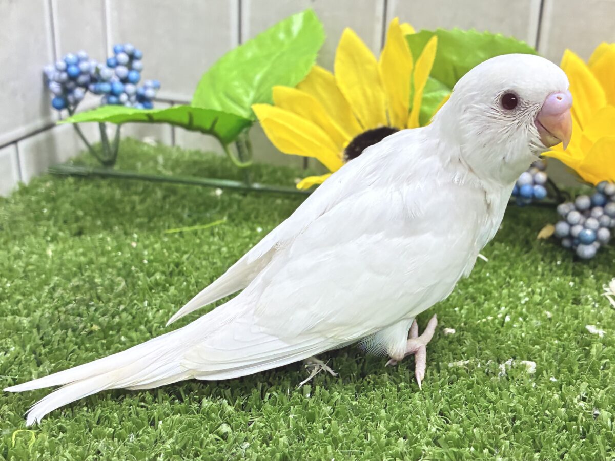 豆腐一丁❕◻️届けて愛情💘⟡.*セキセイインコ(アルビノ/2026年8月生まれ) セキセイインコ