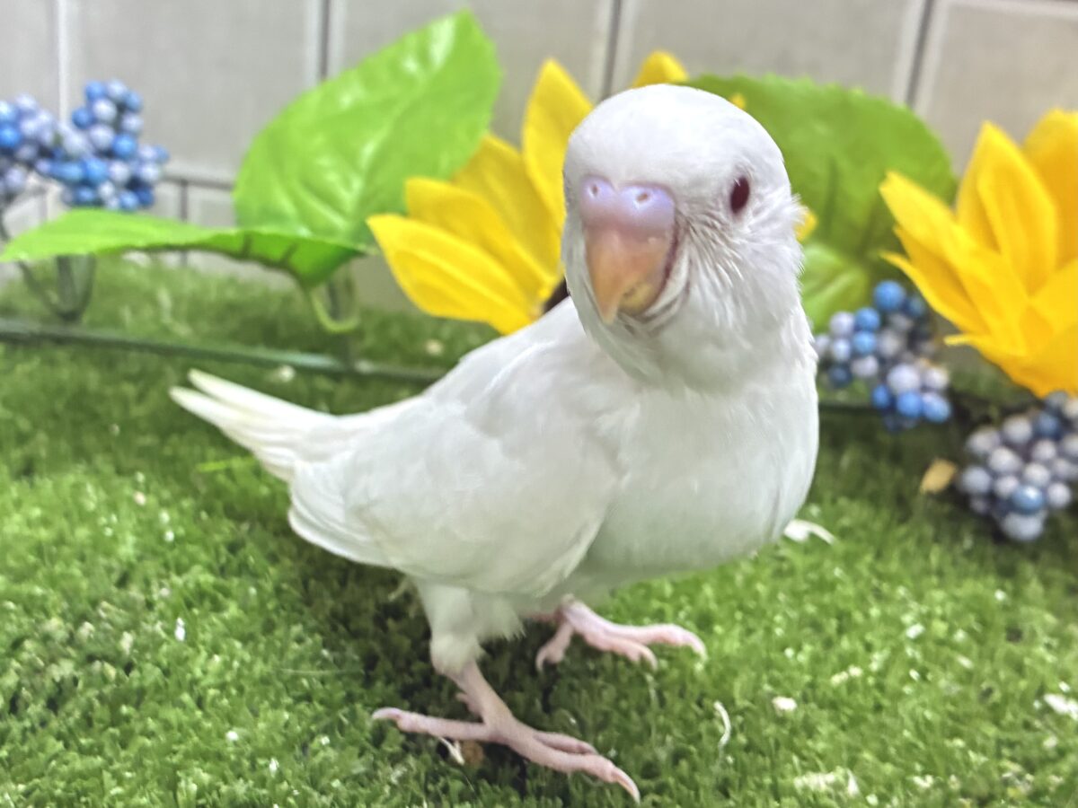 セキセイインコ