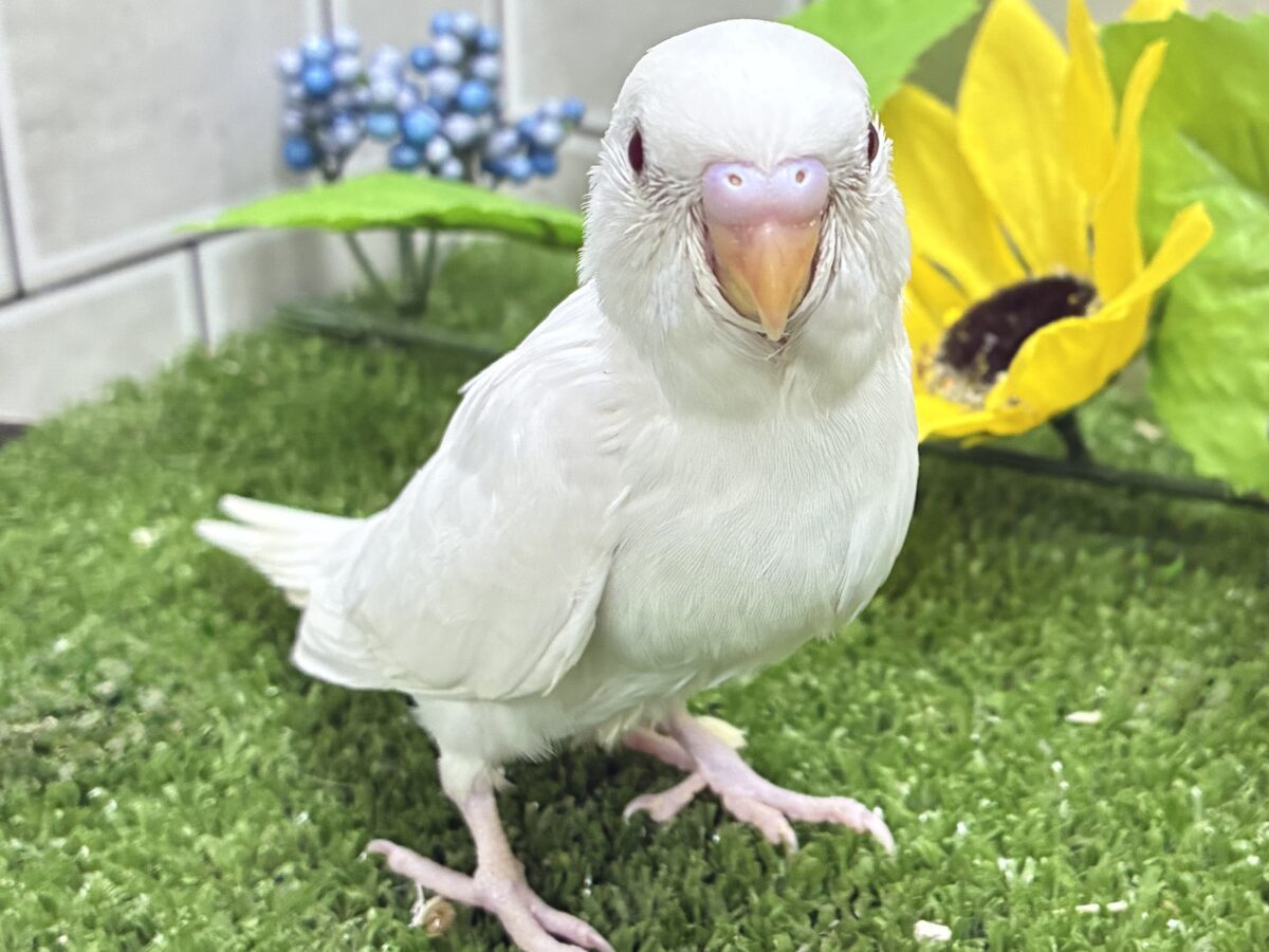 豆腐一丁❕◻️届けて愛情💘⟡.*セキセイインコ(アルビノ/2026年8月生まれ) セキセイインコ
