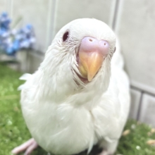 豆腐一丁❕◻️届けて愛情💘⟡.*セキセイインコ(アルビノ/2026年8月生まれ)