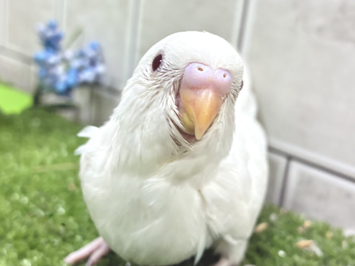 豆腐一丁❕◻️届けて愛情💘⟡.*セキセイインコ(アルビノ/2026年8月生まれ)