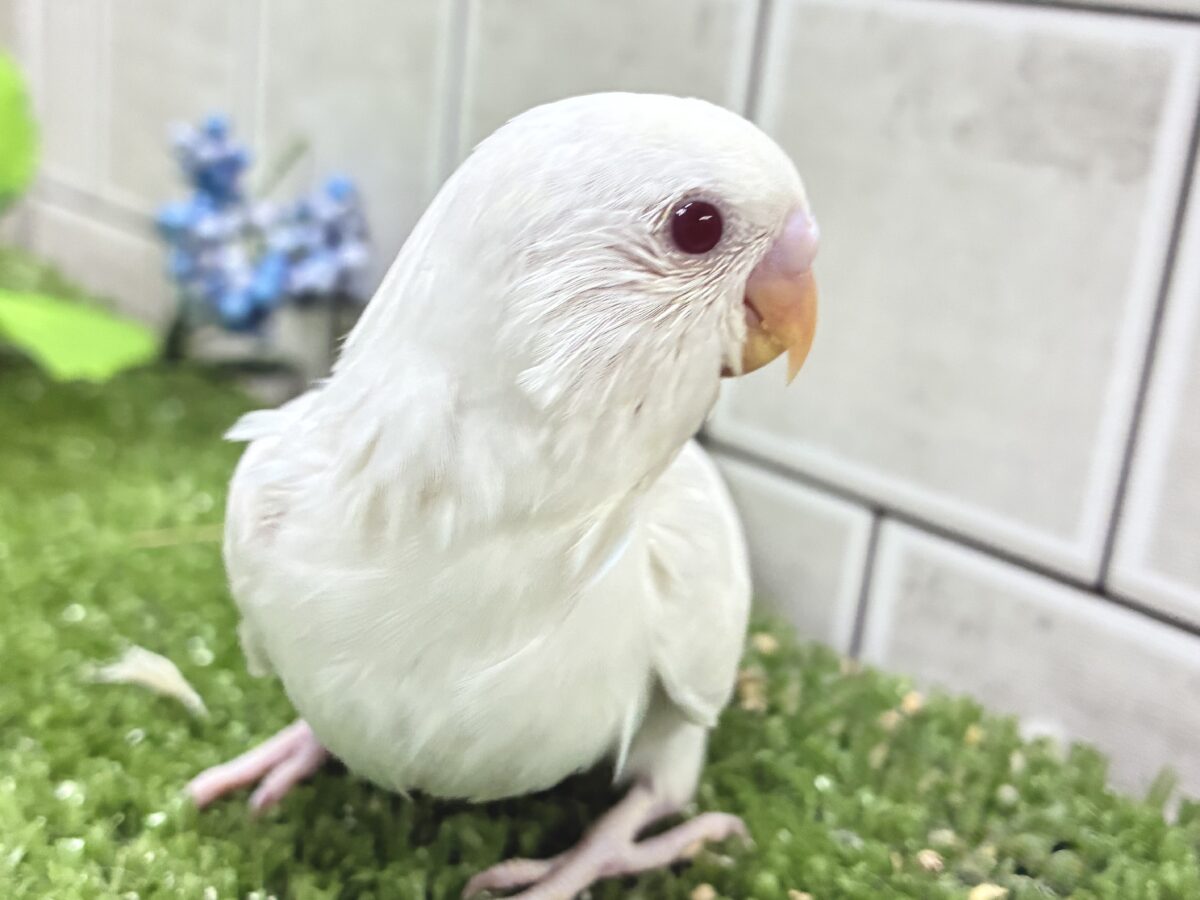 豆腐一丁❕◻️届けて愛情💘⟡.*セキセイインコ(アルビノ/2026年8月生まれ) セキセイインコ