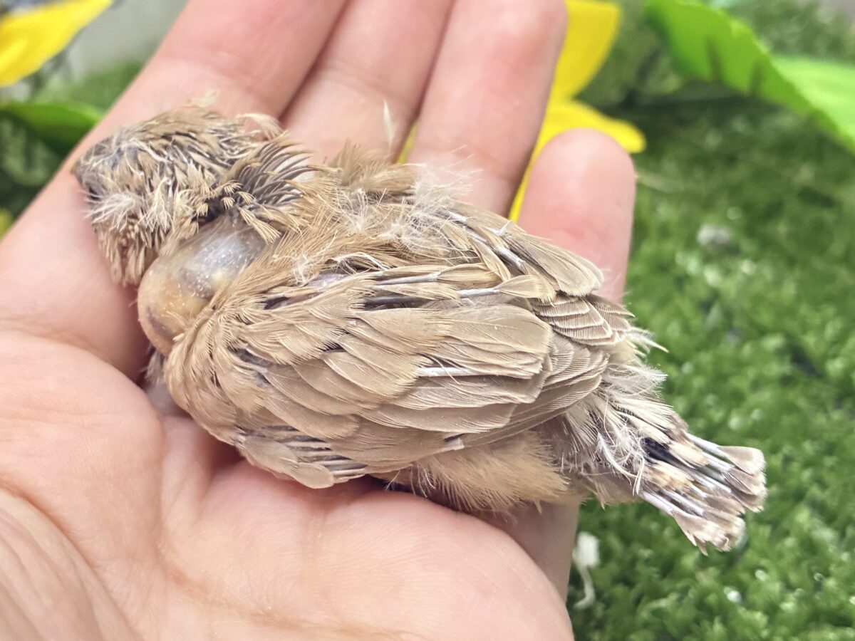 みるくてぃ🧸(* ॑꒳ ॑* )🧸ベアーパラダイス🌟キンカチョウ(フォーン/2026年8月生まれ) 錦花鳥(キンカチョウ)