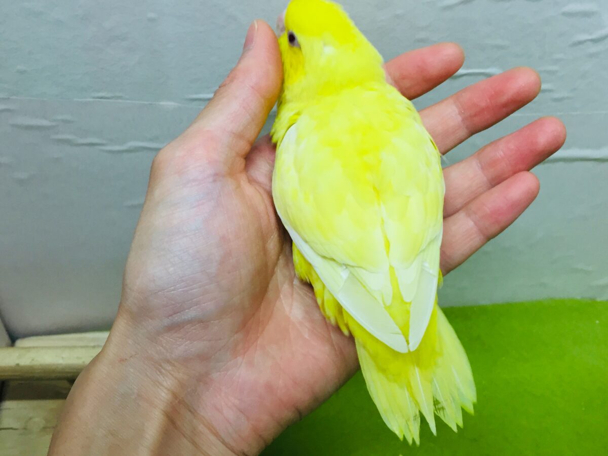 サザナミインコ