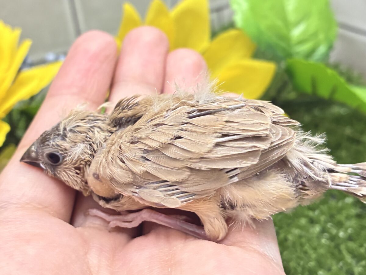 みるくてぃ🧸(* ॑꒳ ॑* )🧸ベアーパラダイス🌟キンカチョウ(フォーン/2026年8月生まれ) 錦花鳥(キンカチョウ)