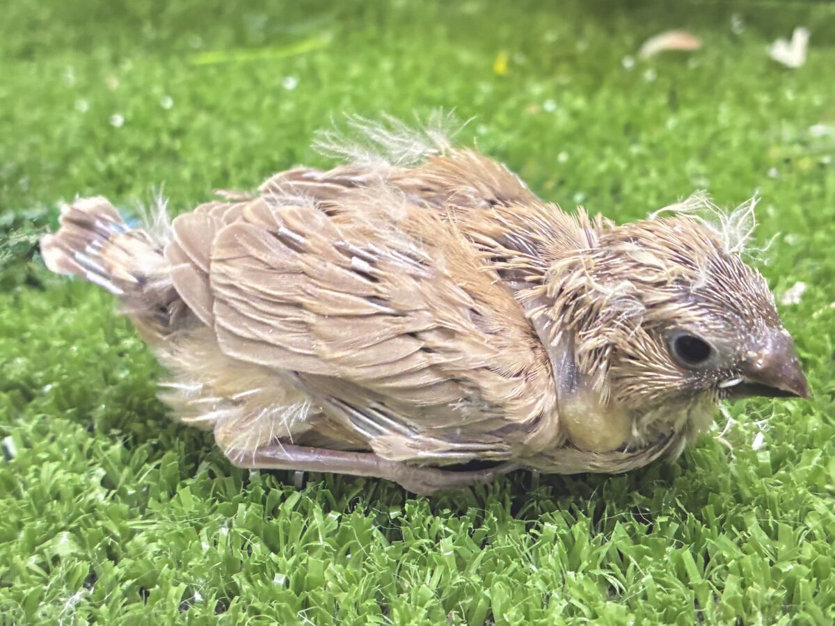 みるくてぃ🧸(* ॑꒳ ॑* )🧸ベアーパラダイス🌟キンカチョウ(フォーン/2026年8月生まれ) 錦花鳥(キンカチョウ)