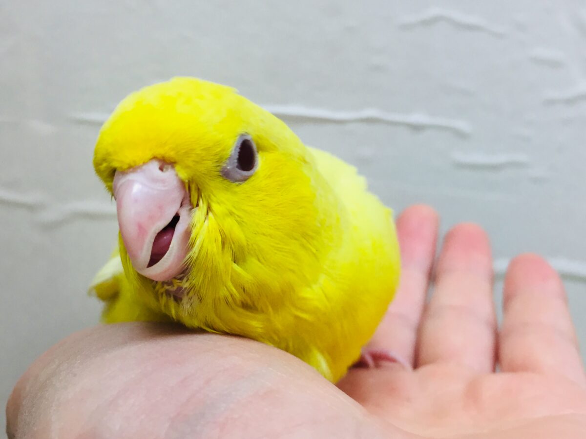 サザナミインコ