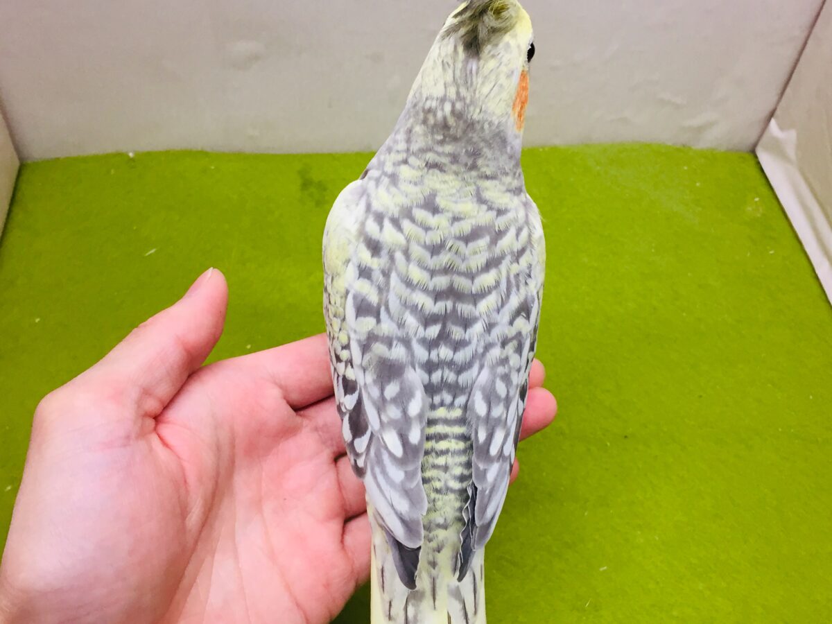 オカメインコ