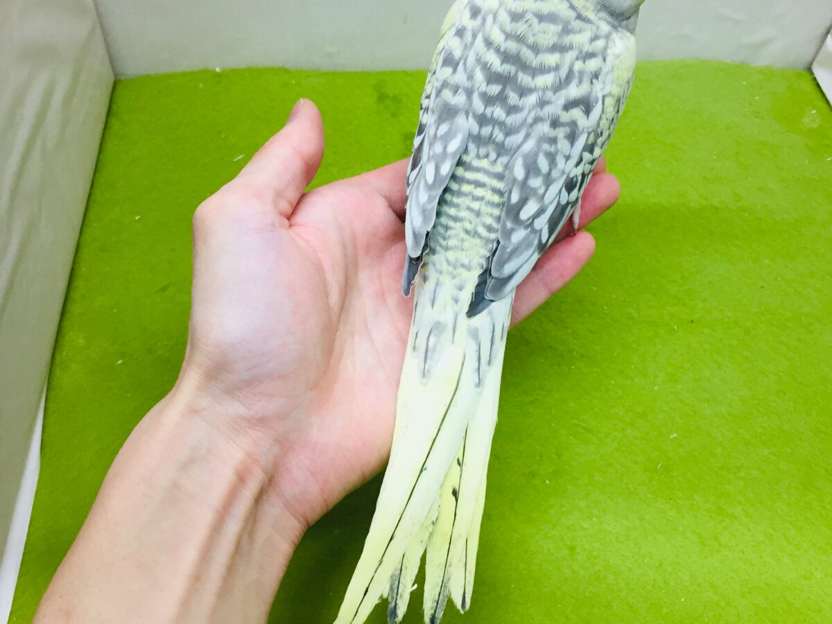 オカメインコ