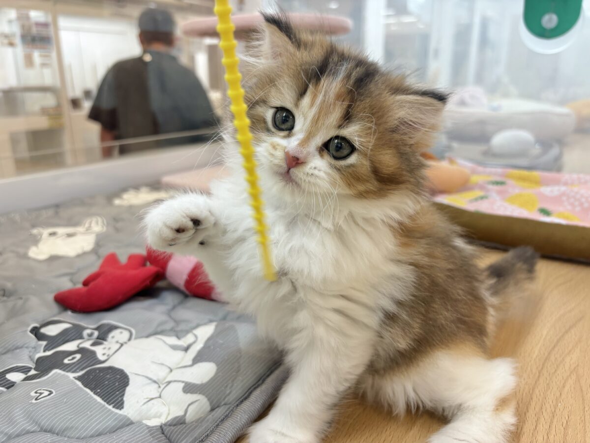 あざとさに乾杯〜♥ブリティッシュロングヘアーちゃん! ブリティッシュショートヘア