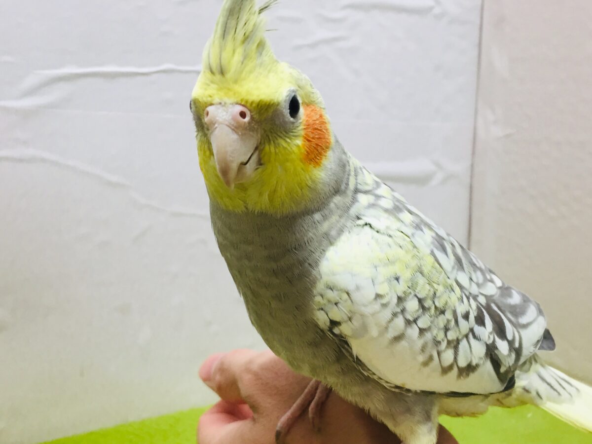 オカメインコ