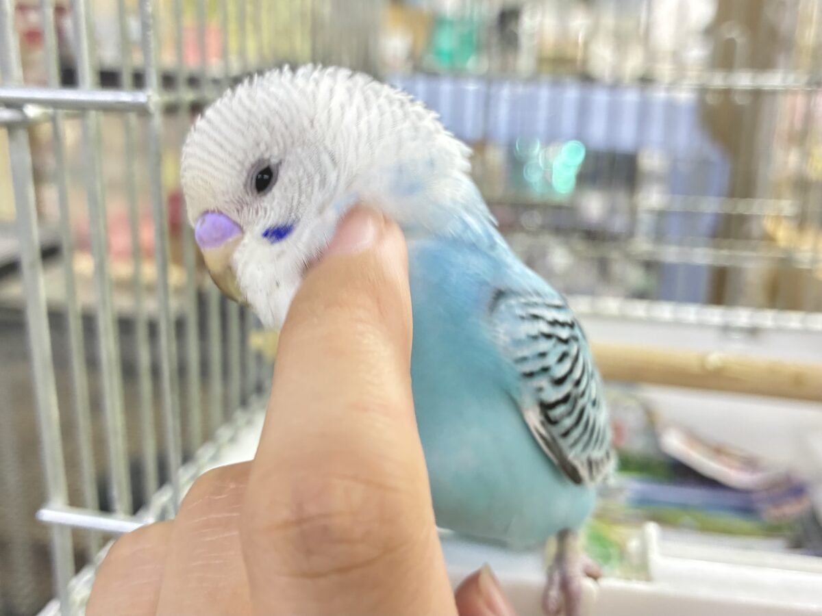 ✨最新画像✨kawaiiを巻き起こす‼️スイスイ団扇🪭💧セキセイインコ(水色オパーリン/2026年7月生まれ) セキセイインコ