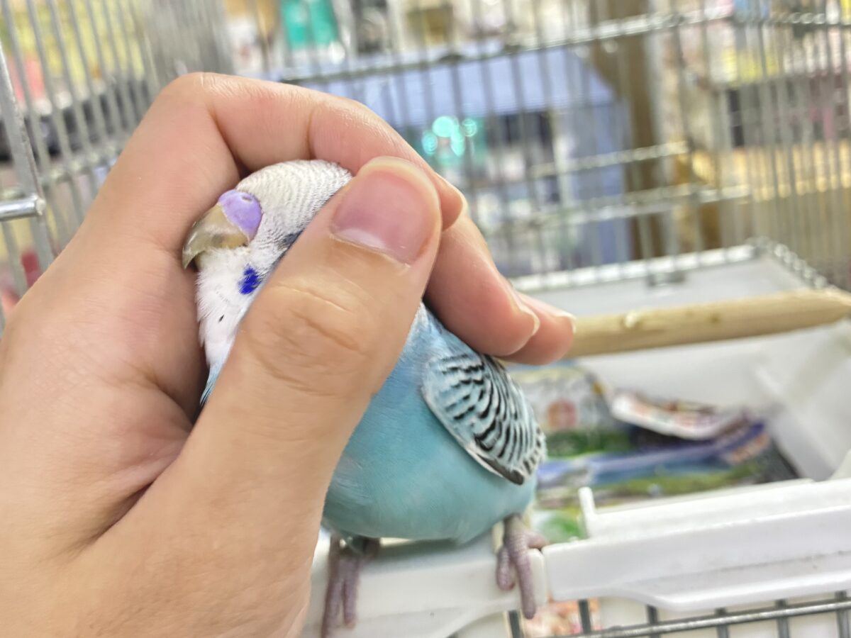 ✨最新画像✨kawaiiを巻き起こす‼️スイスイ団扇🪭💧セキセイインコ(水色オパーリン/2026年7月生まれ) セキセイインコ