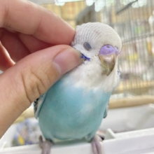 ✨最新画像✨kawaiiを巻き起こす‼️ｽｲｽｲ団扇🪭‪💧‬セキセイインコ(水色オパーリン/2026年7月生まれ)