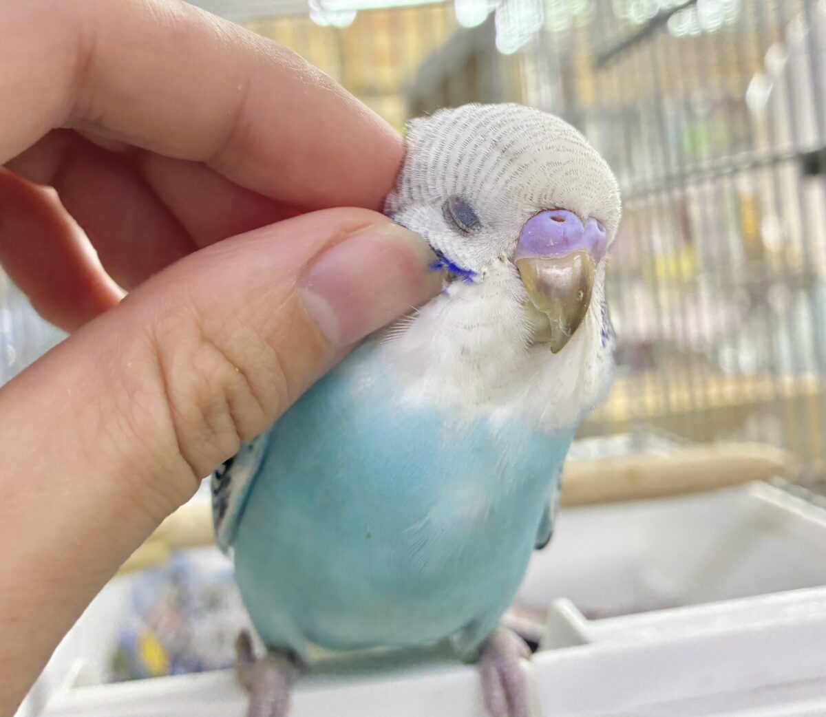 ✨最新画像✨kawaiiを巻き起こす‼️ｽｲｽｲ団扇🪭‪💧‬セキセイインコ(水色オパーリン/2026年7月生まれ)