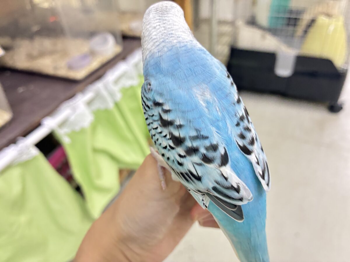 ✨最新画像✨kawaiiを巻き起こす‼️スイスイ団扇🪭💧セキセイインコ(水色オパーリン/2026年7月生まれ) セキセイインコ