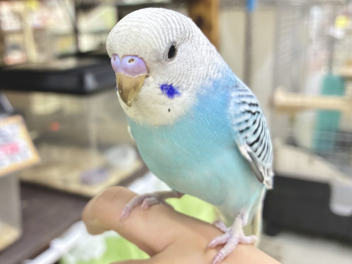✨最新画像✨kawaiiを巻き起こす‼️スイスイ団扇🪭💧セキセイインコ(水色オパーリン/2026年7月生まれ) セキセイインコ