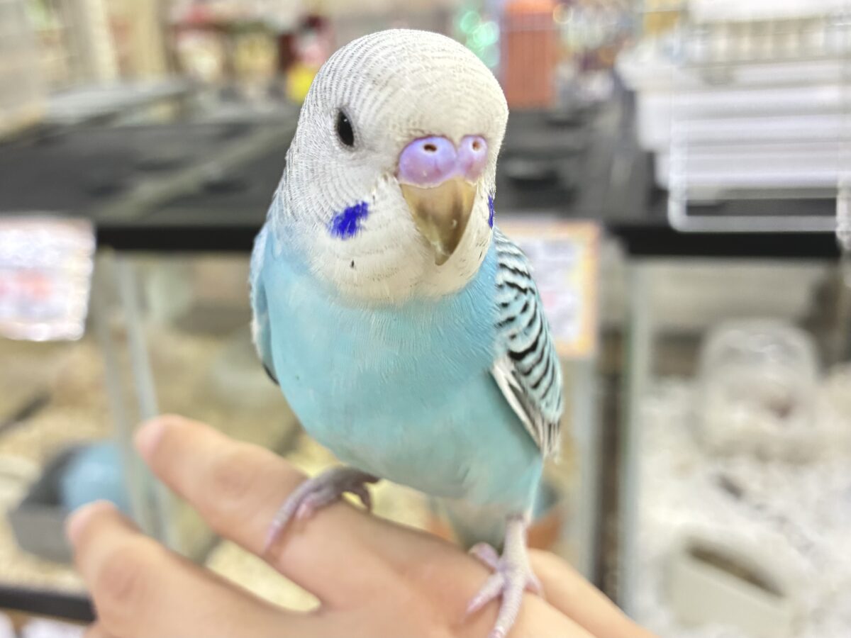 セキセイインコ