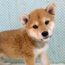 七夕生まれの🎋⭐️柴犬の男のコきました〜💫とっても優しいお顔の愛機たっぷり💗