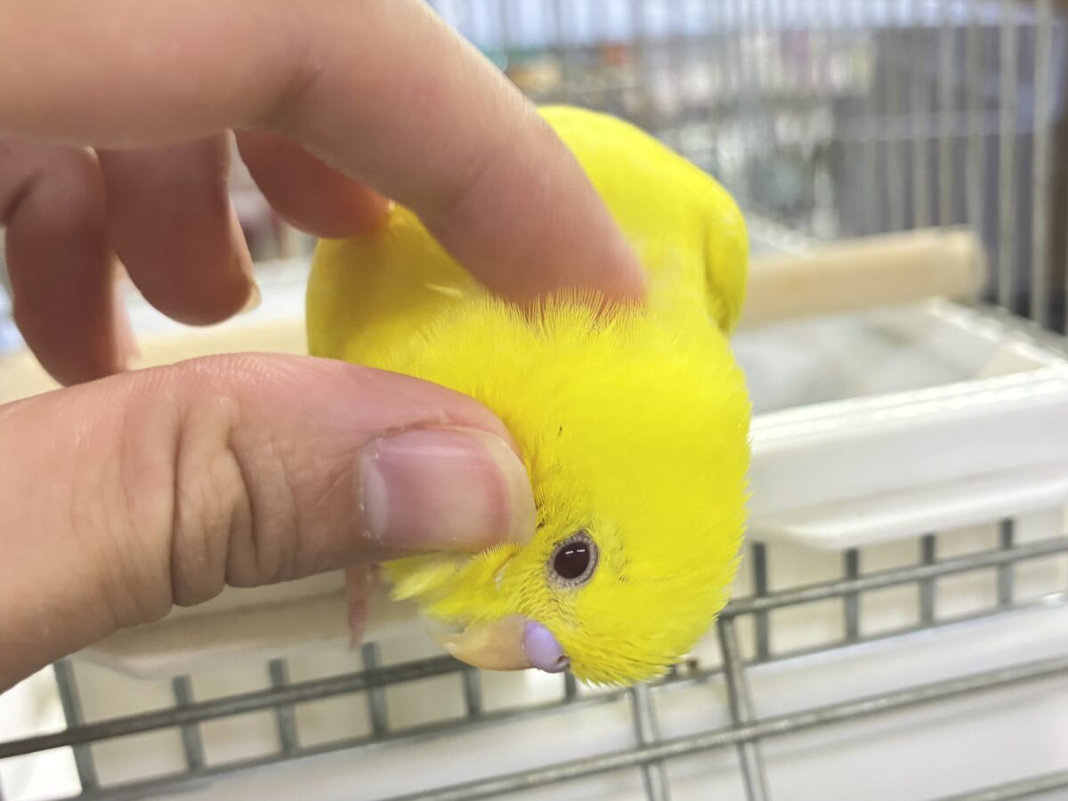 【最新画像更新☆☆】朽ちない!(^∞^)無限の向日葵畑🌻*.゚セキセイインコ(ルチノー/2026年7月生まれ) セキセイインコ