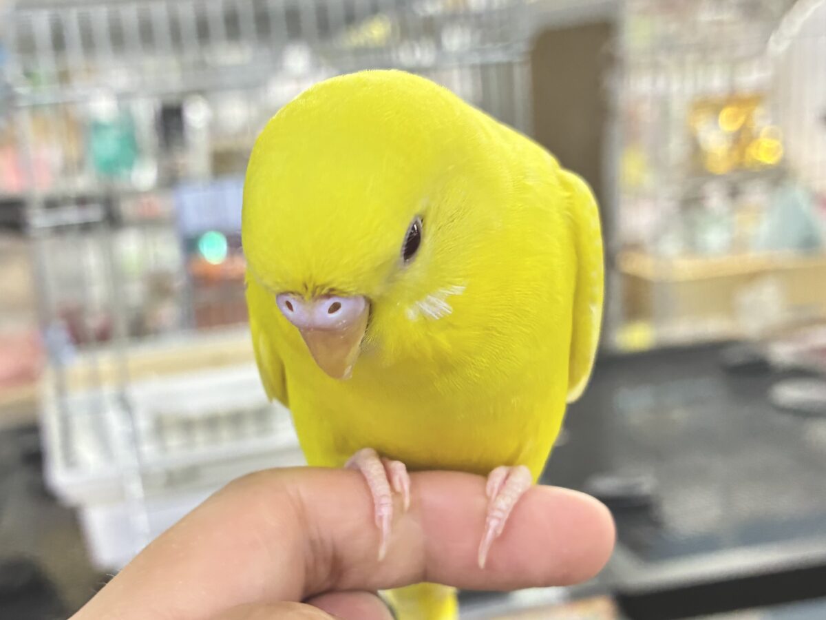 【最新画像更新☆☆】朽ちない!(^∞^)無限の向日葵畑🌻*.゚セキセイインコ(ルチノー/2026年7月生まれ) セキセイインコ