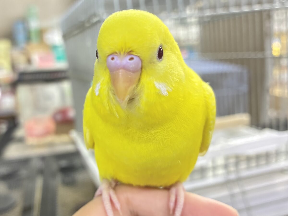 セキセイインコ