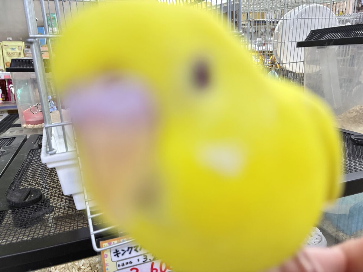 【最新画像更新☆☆】朽ちない!(^∞^)無限の向日葵畑🌻*.゚セキセイインコ(ルチノー/2026年7月生まれ) セキセイインコ