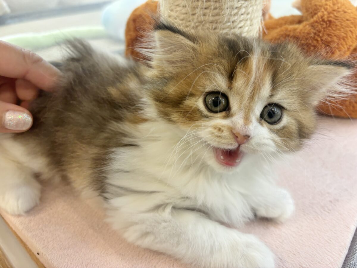 あざとさに乾杯〜♥ブリティッシュロングヘアーちゃん! ブリティッシュショートヘア